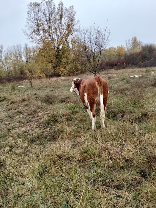 De vânzare juninca bălțată românească de 11 luni din vaca buna de lapt