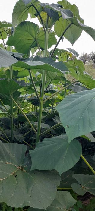 Фиднаки Пауловния