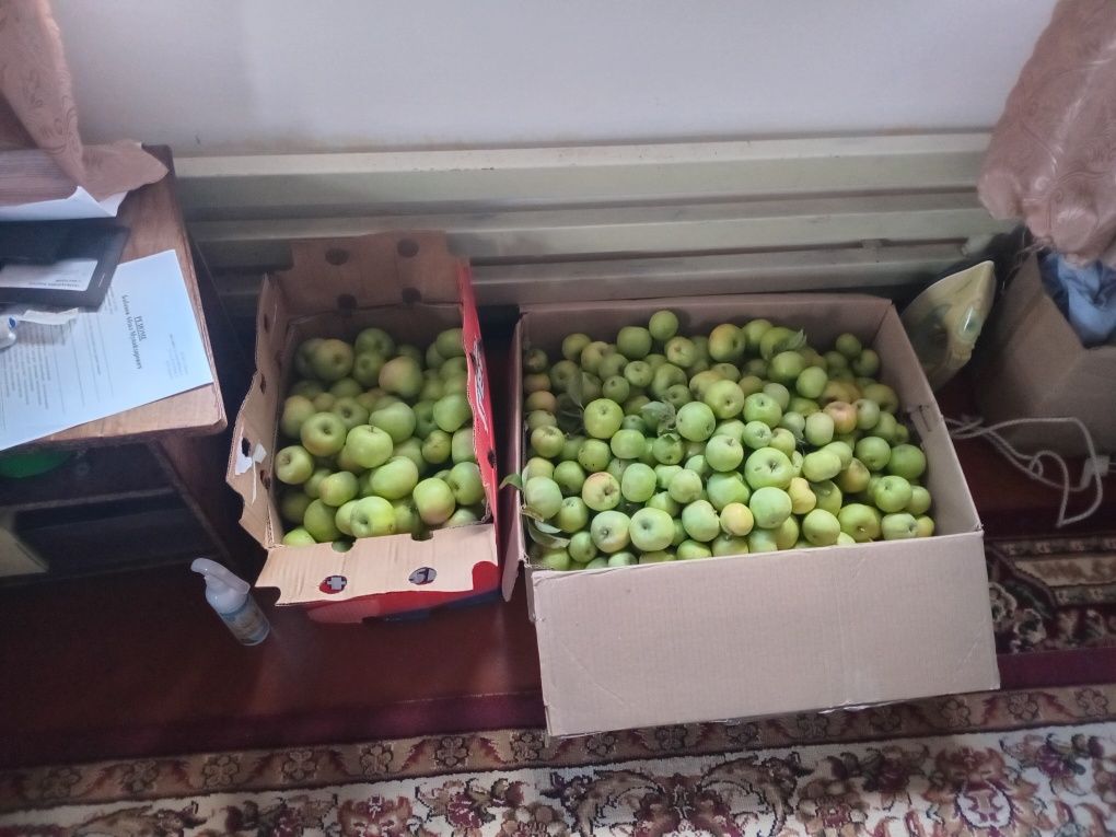Продам домашни яблоко