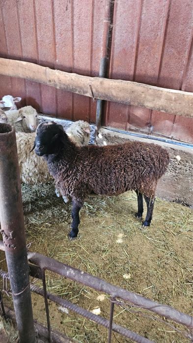 Продам кошкара.