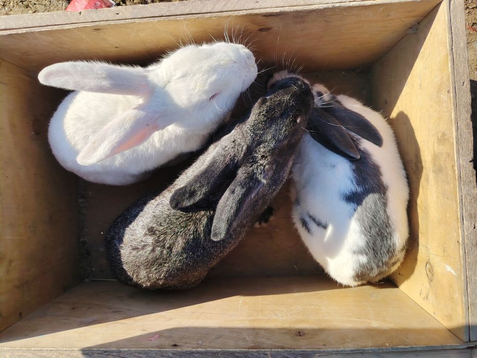 Filippin Quyonlar sotiladi