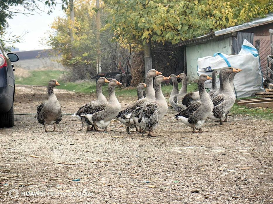 Гъски домашно отглеждани