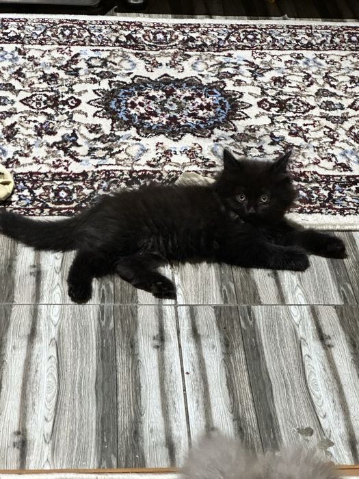 Highlandfol котенок чистокровный