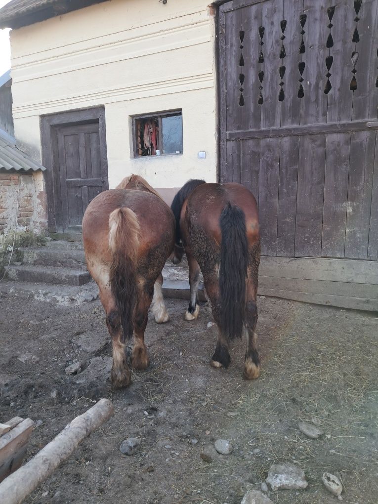 Vând manza ne învățată!!