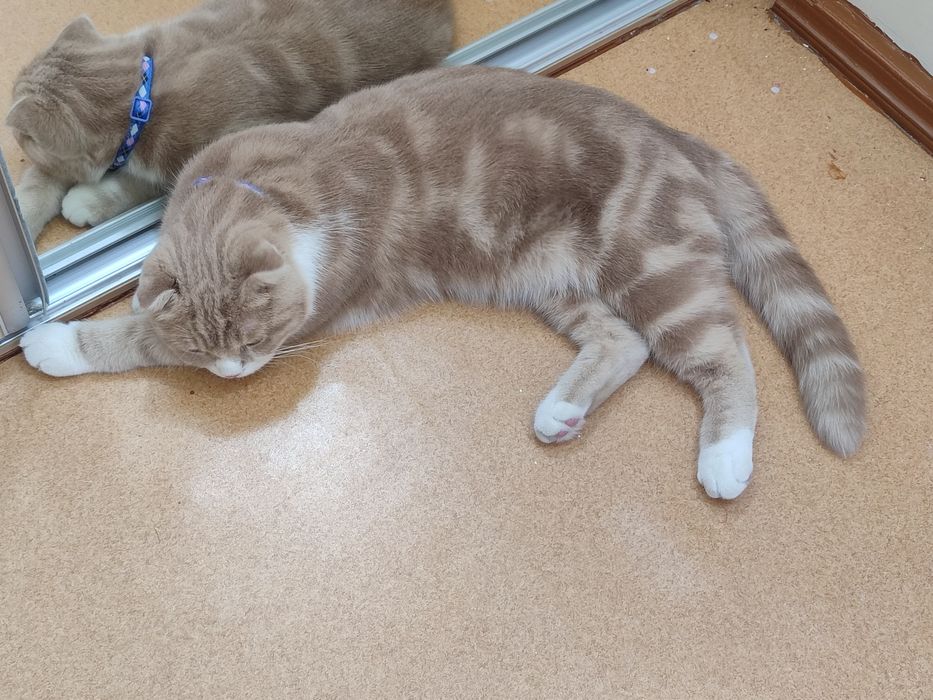 Mushuk scottish fold