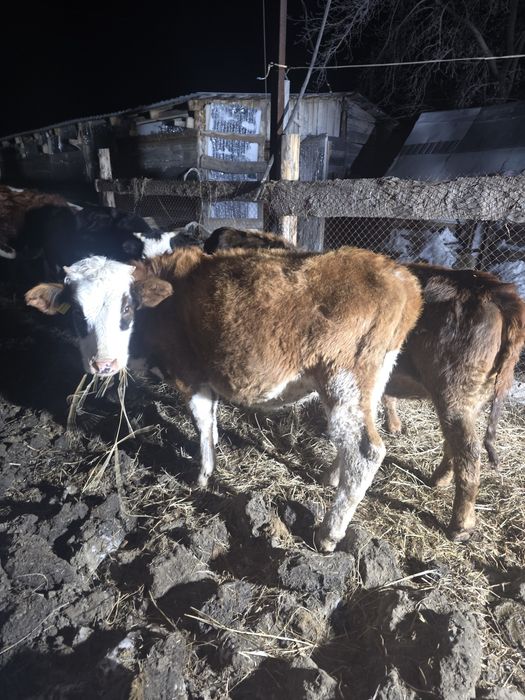 Продам двух телят