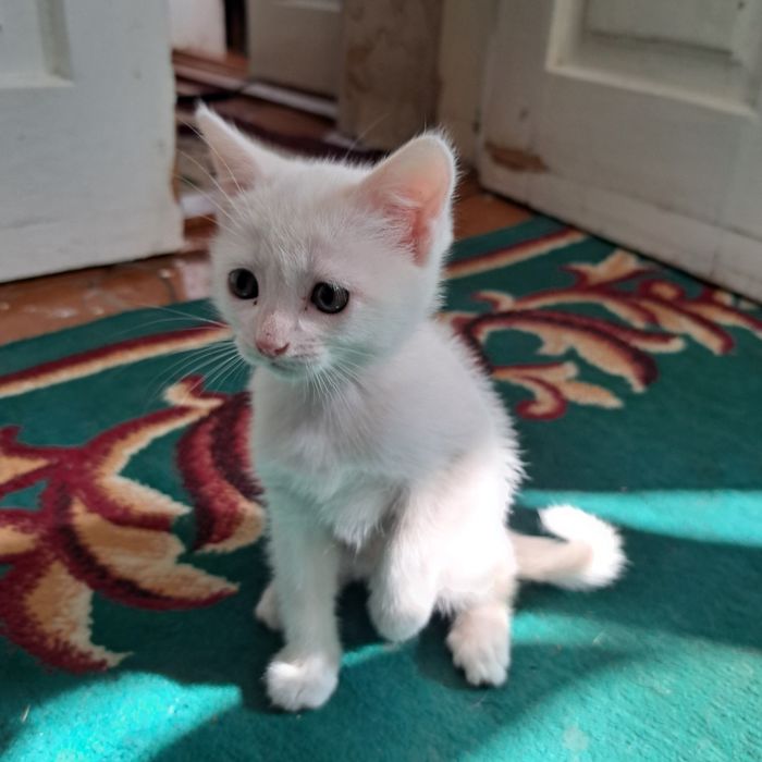 Котята от кошки страйт