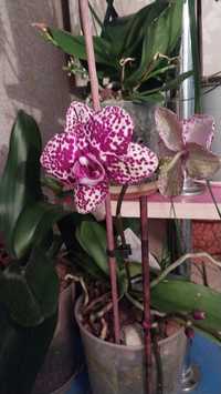 Комнатные цветы,орхидеи и много других