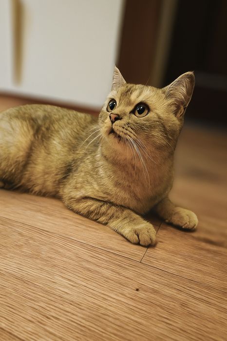 Котик британец в ответственные руки