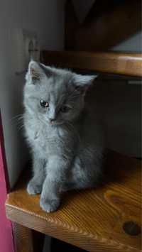 Vand pui british shorthair