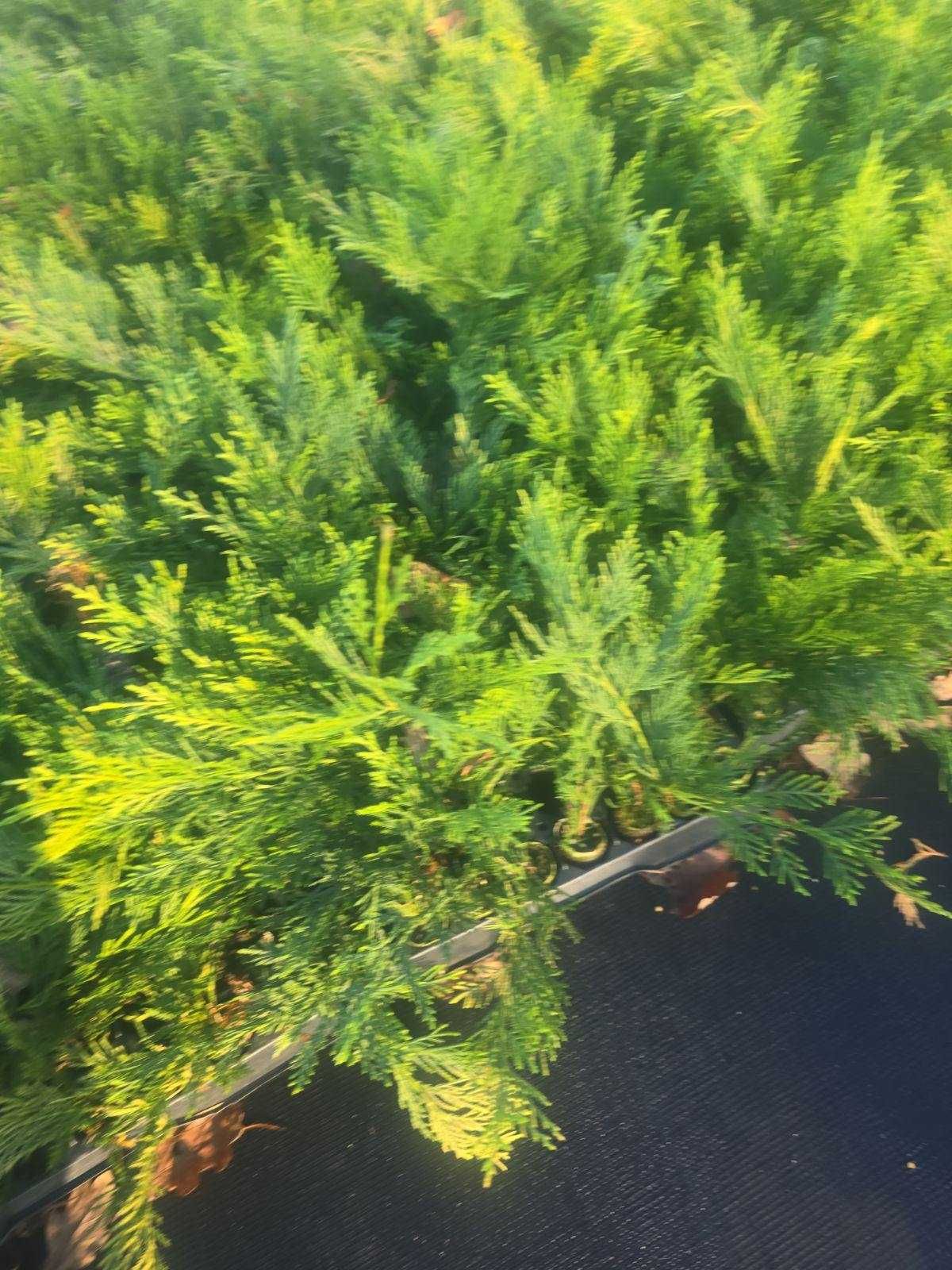 Кипарис Лейланди, Cupressocyparis leylandii, в мултипалети.