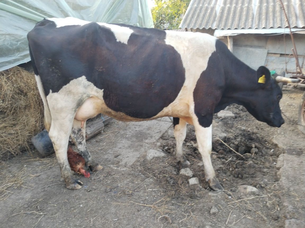 Vând vaca cu lapte la prima fătare