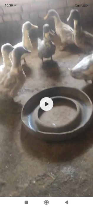 Домашние утки здоровые хорошие