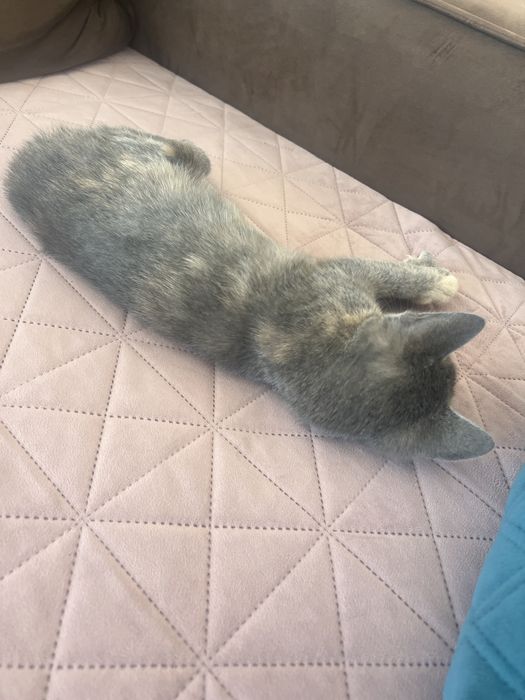 Pisici adoptie 3 luni