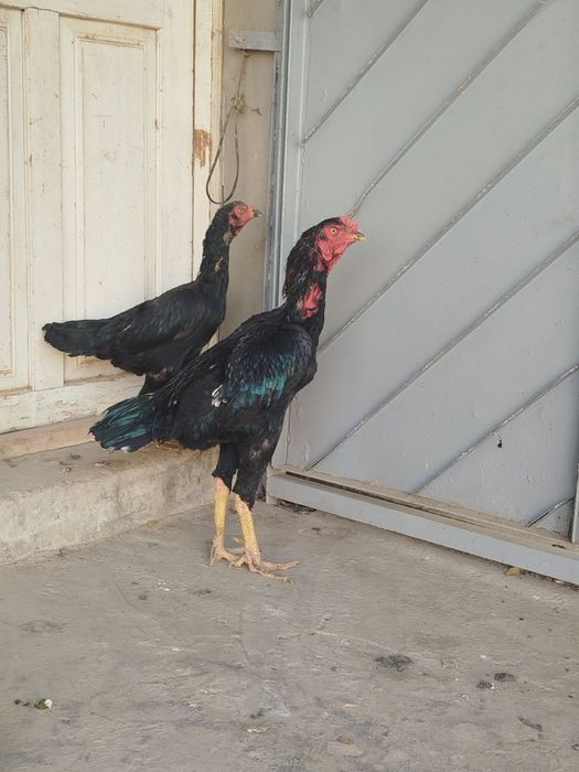 Toza koreya sotiladi 300$