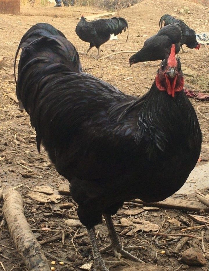 Ouă Brahma Porțelan, Brahma Albastru, Australorp