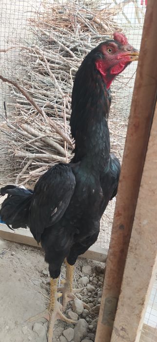 Дакан хуроз сотилади.