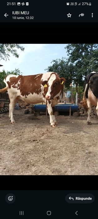 Vând junincă red holstain