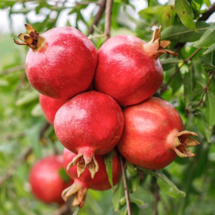 Rodiu punica granatum