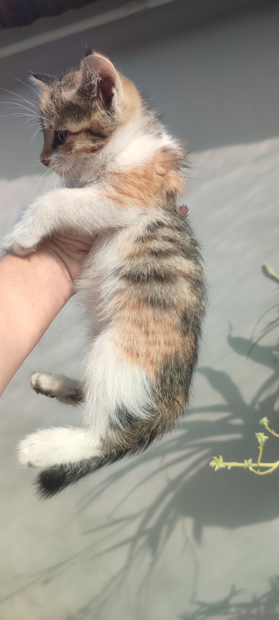 Отдам котят ,кто-то принес под дом,незнаеи куда их деть