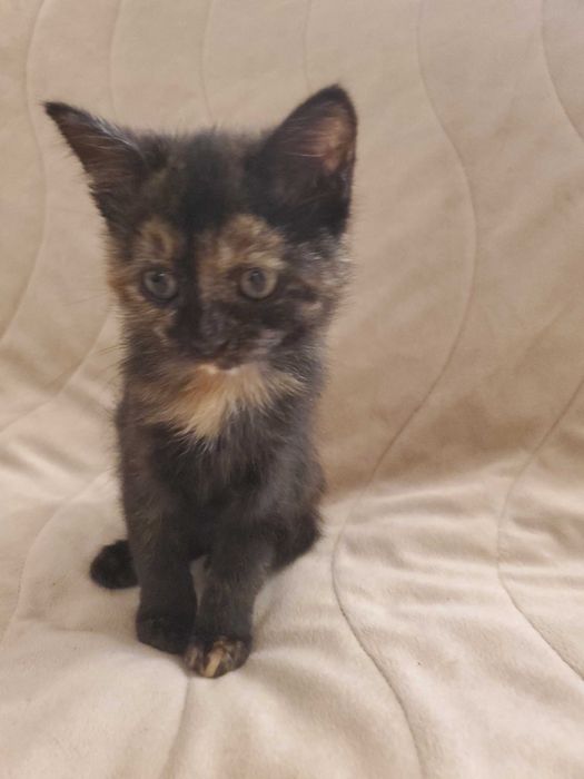 Домашна женска котка сцвят на костенурка  на 2 месеца, търси дом