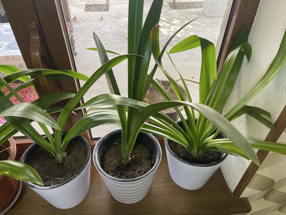 Продаётся цветы.