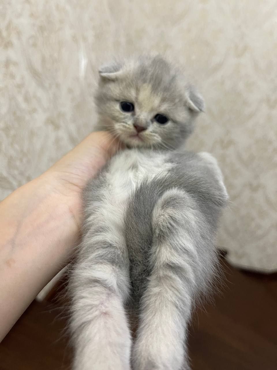 Продаются котята
