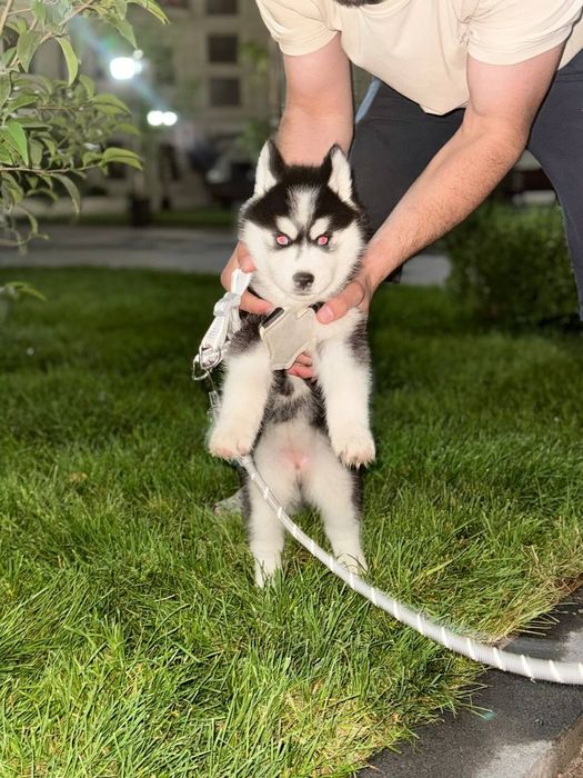 Соглом ит сотилади гарантияси бор