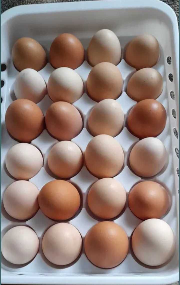 Инкубационое яйцо куриное