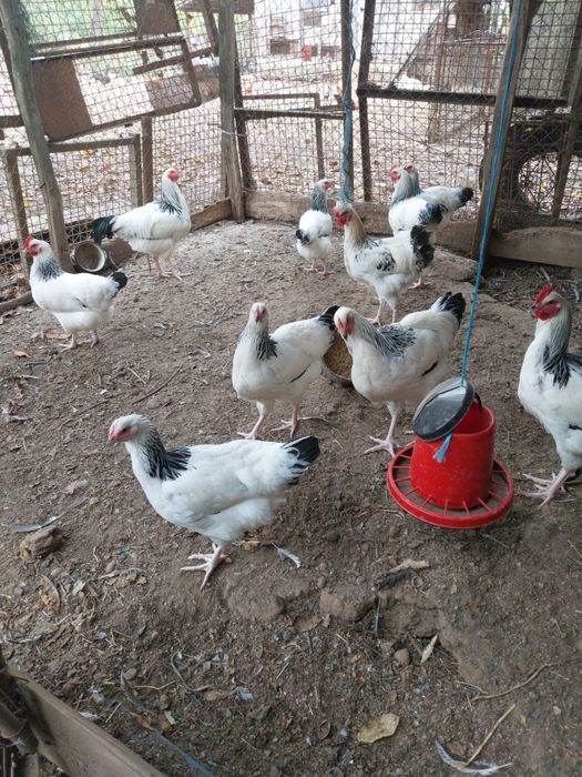 Vand pasari de curte din gospodăria proprie