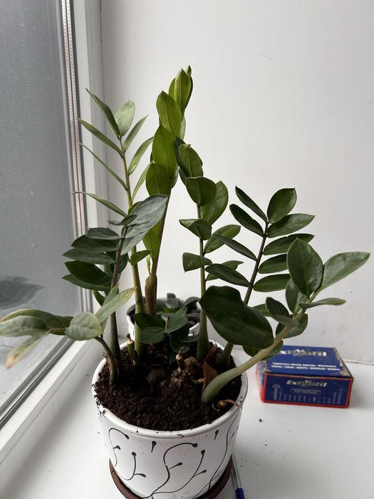 Замиокулькас (долларовое дерево)