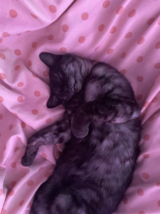 Donez 3 motanei cu varsta de 2 luni