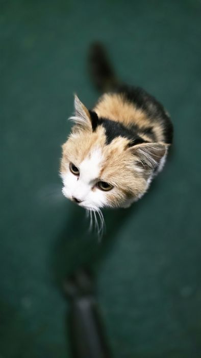 Молодая кошечка (два, три месяца) ищет дом.