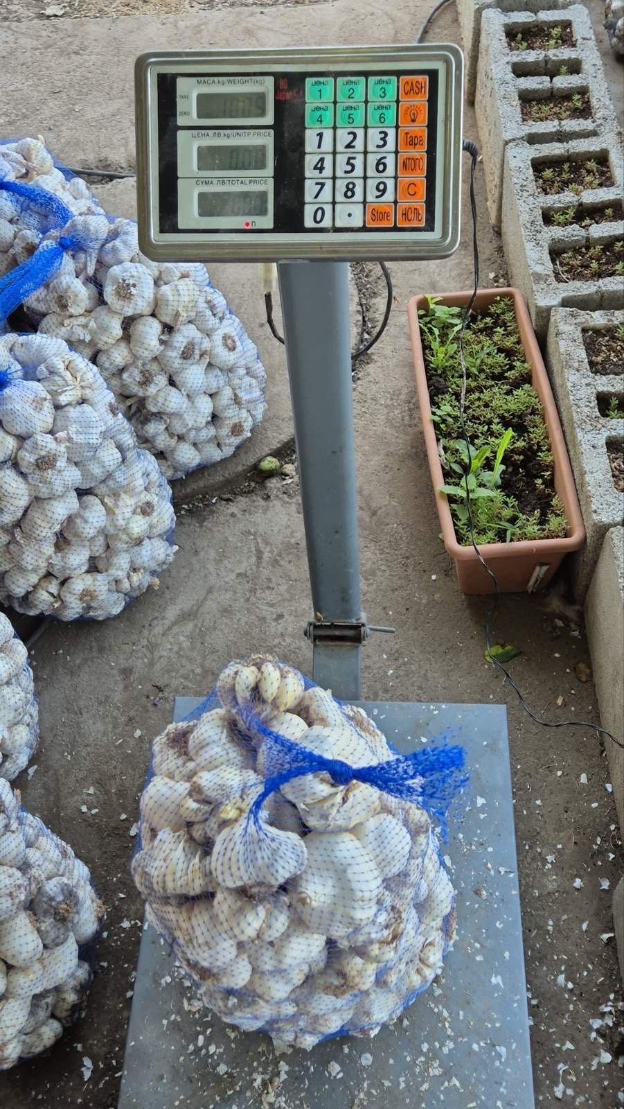 Сух бял чесън за продан