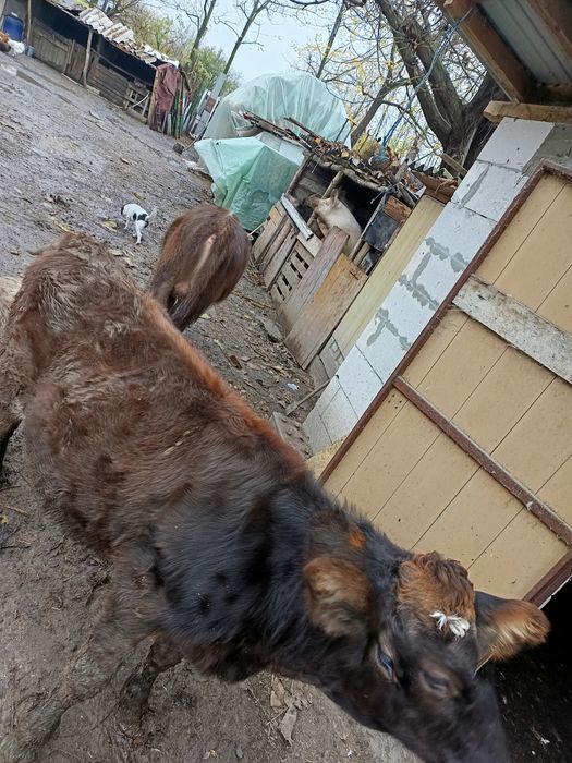 Tăurași de vînzare