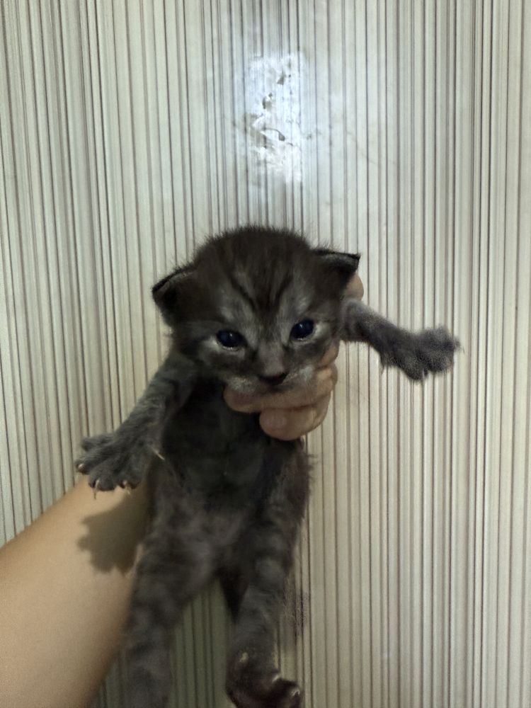 маргаулар, котенок