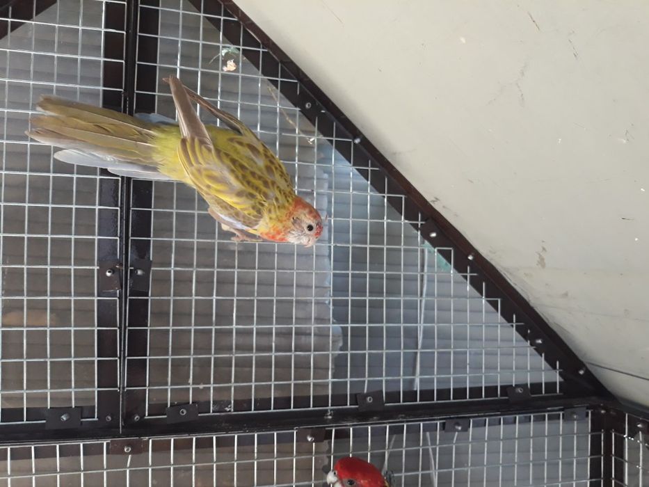 Продайотса папугай разелла