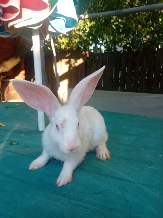 Iepuri hicole 6 luni