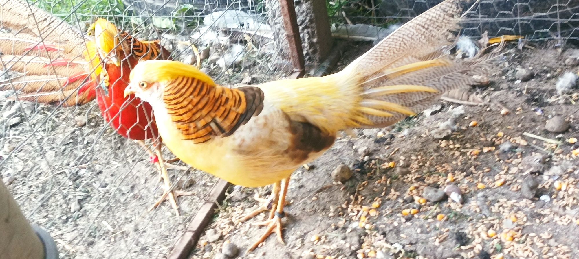 Pereche fazani auriu pe galben