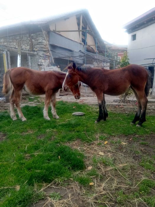 Свободни кончета