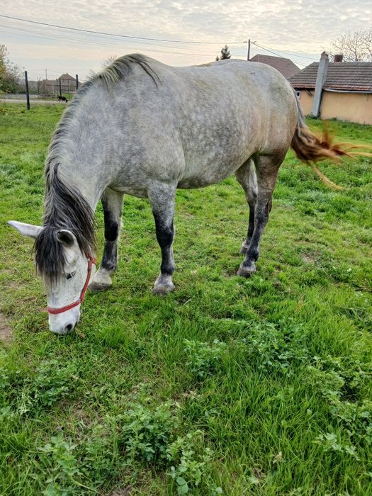Vând mânzâ sura de trei ani jumate