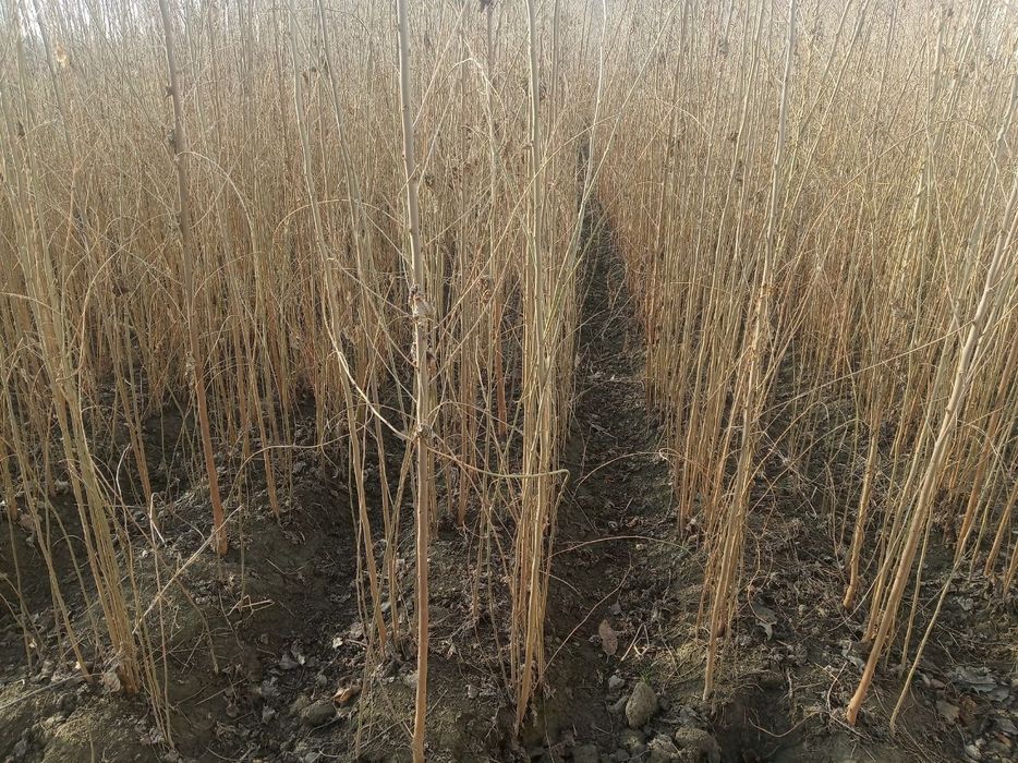 Tut daraxti koʻchatlari