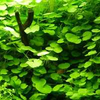 Hydrocotyle Leucocephala