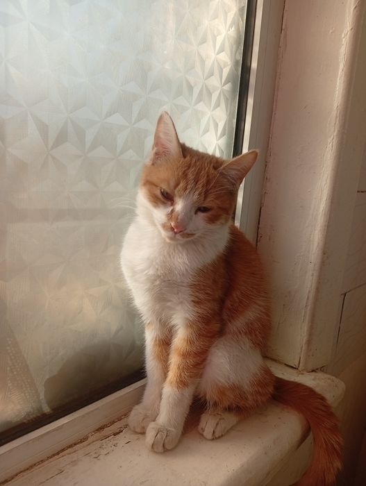 Отдаю Бесплатно Сергели