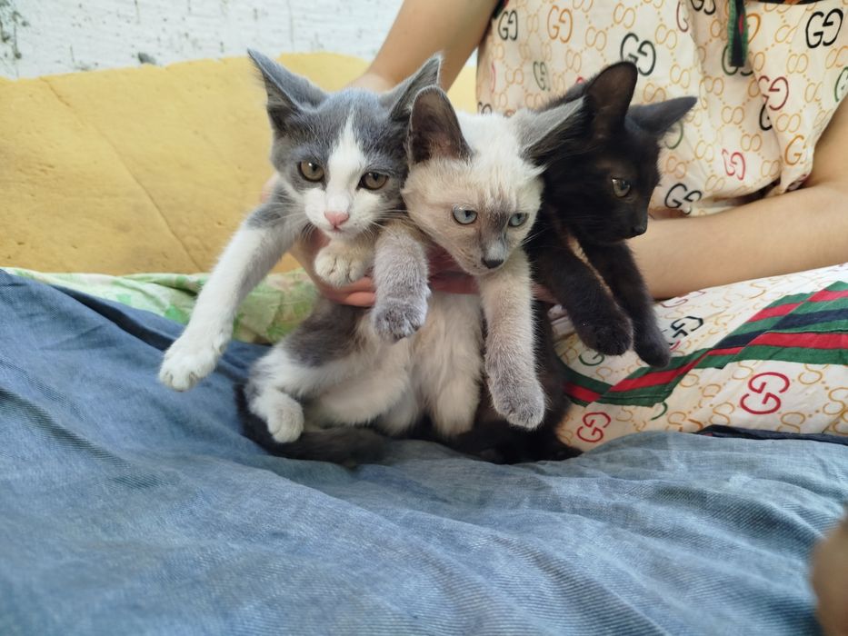 Отдам котят в хорошие руки