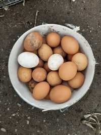 Яйца куриные домашние 100