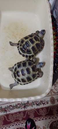 Черепахи самка и самец