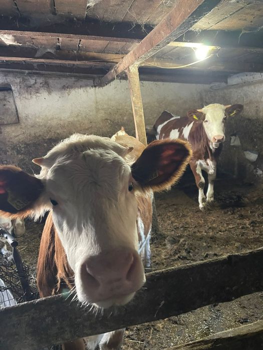 Vând vitei și vitele bălțată romaneasca