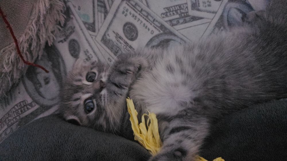 Котёнок породистая