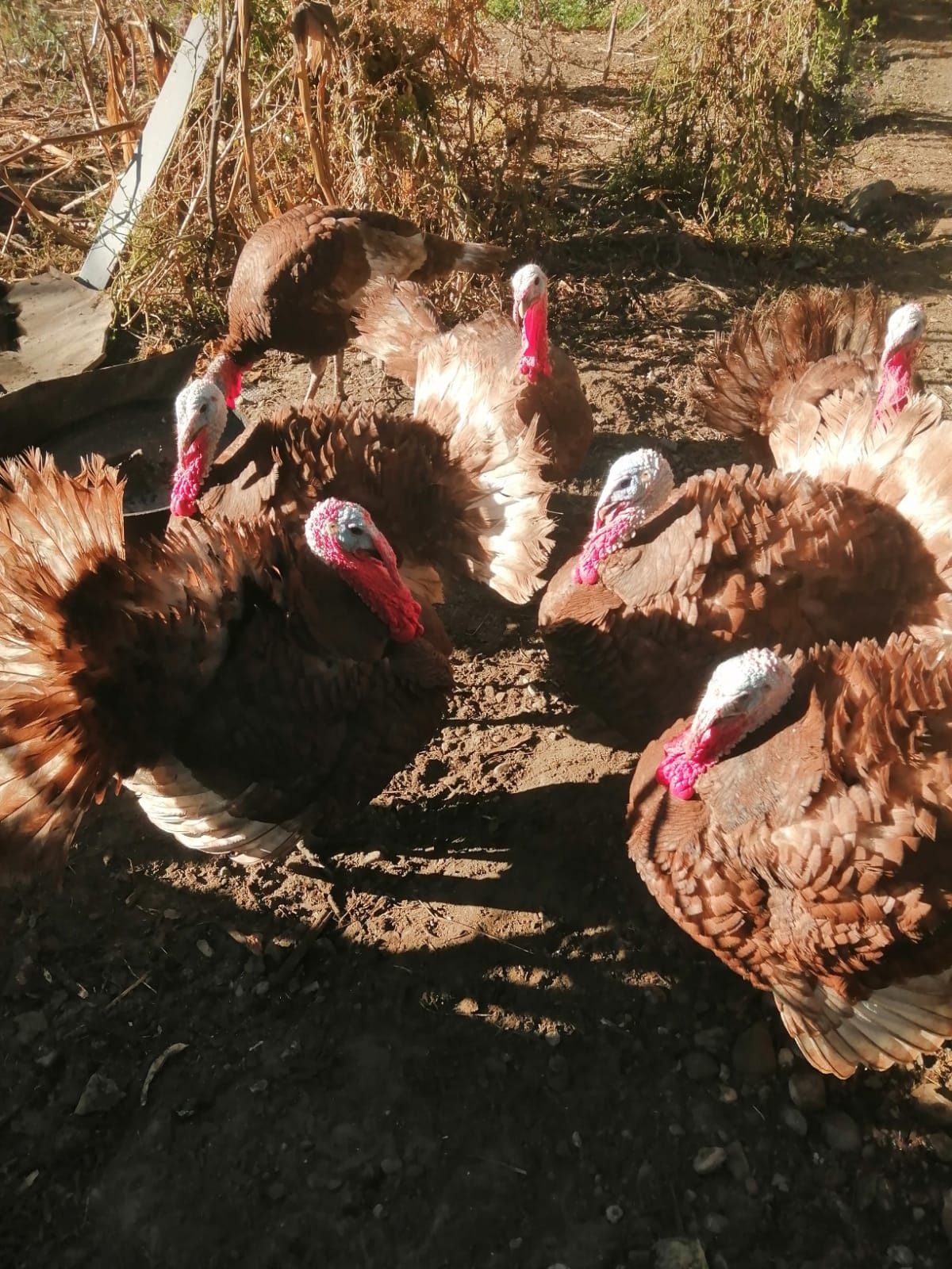 Curcani Red Bourbon de vânzare